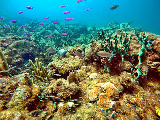 Scuba Diving In Fort Lauderdale - Pompano Beach Dropoff