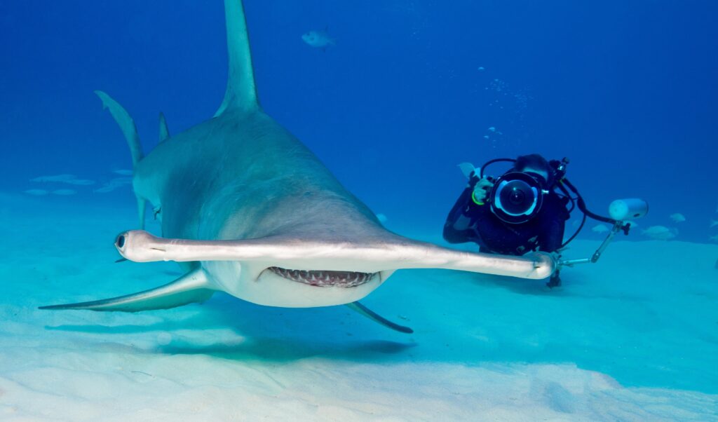 Scuba Diving in Belize - Hammerhead Shark
