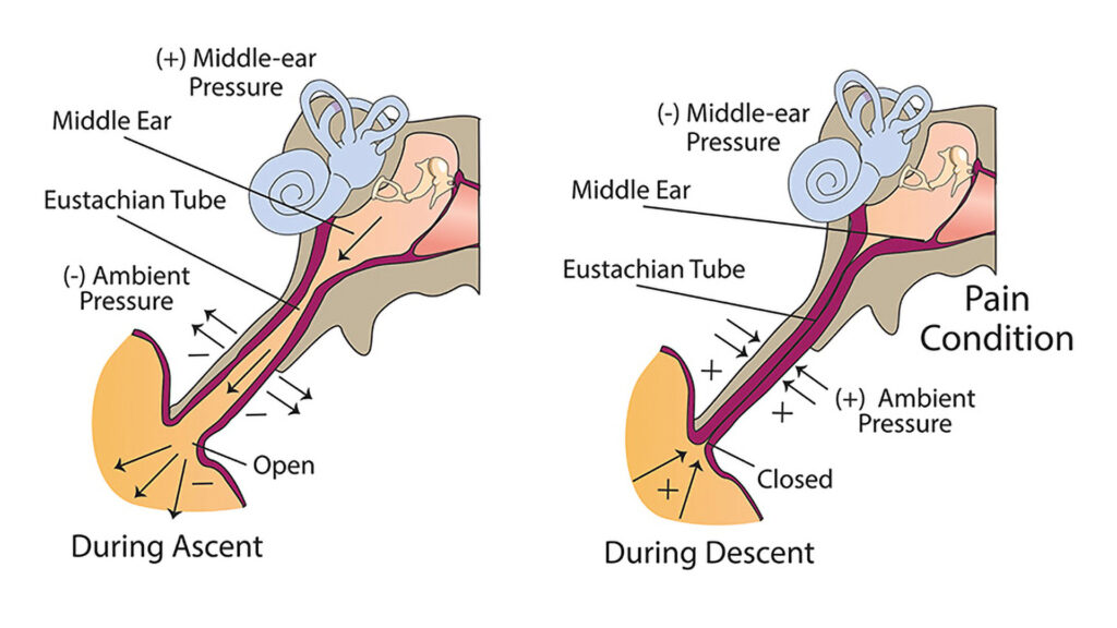Equalizing Ear Pressure Scuba Diving - Ear Diagram