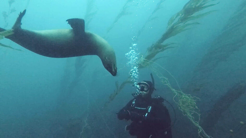 Scuba Diving in San Diego - sea lion kelp forrest